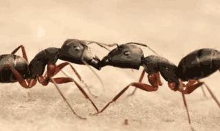 蚂蚁吃活体吗
